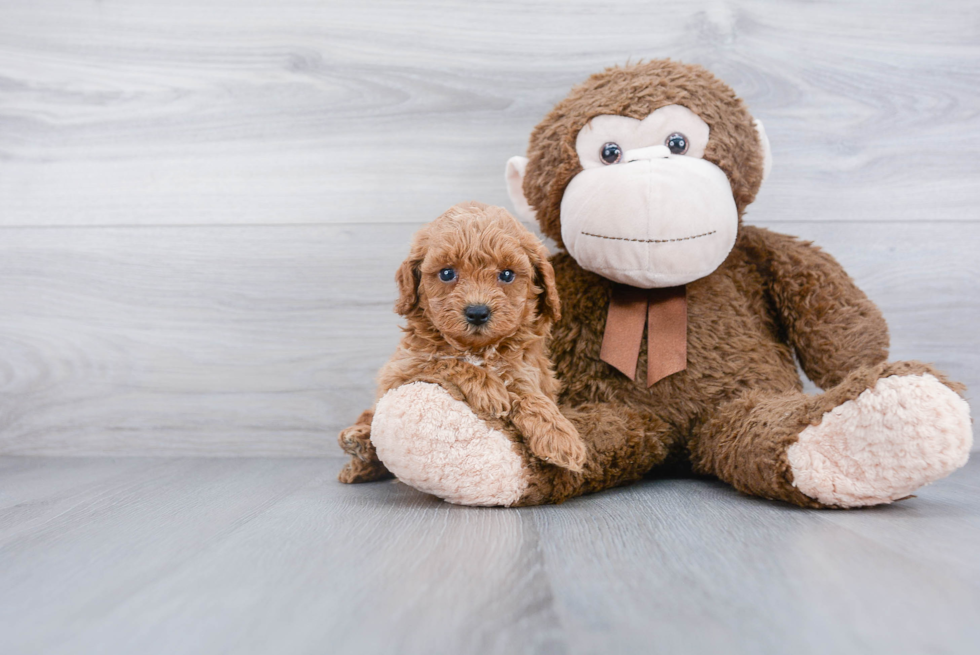 Cute Cavapoo Baby