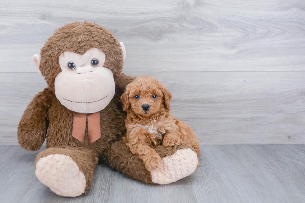 Best Cavapoo Baby