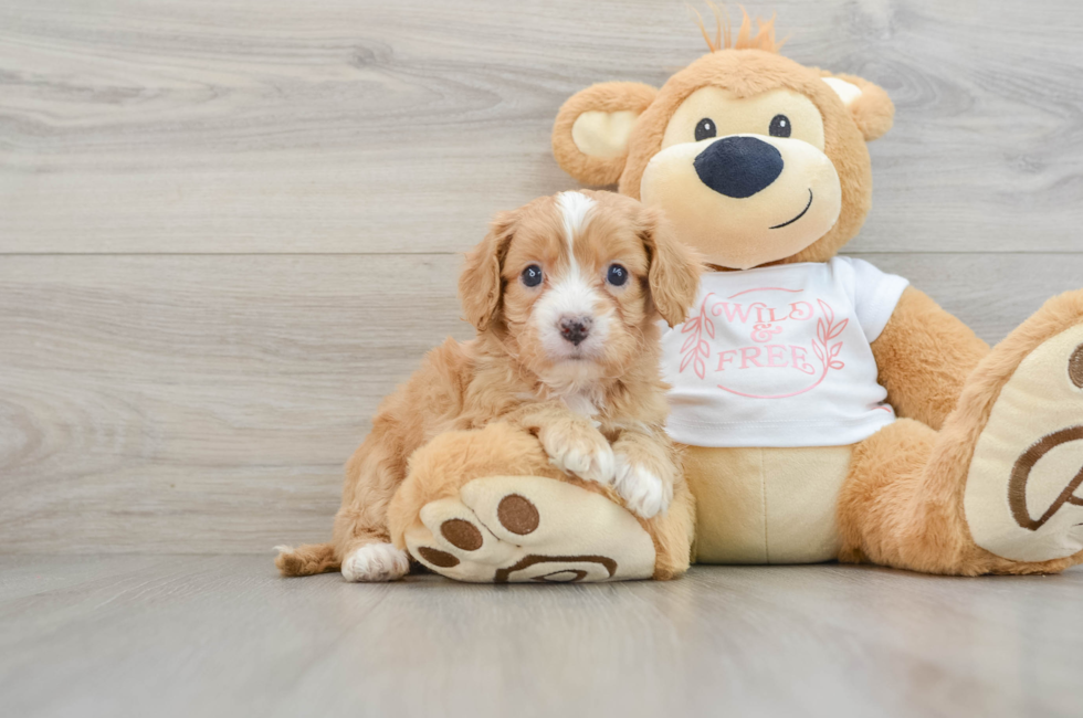 6 week old Cavapoo Puppy For Sale - Premier Pups