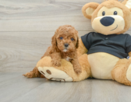 7 week old Cavapoo Puppy For Sale - Premier Pups