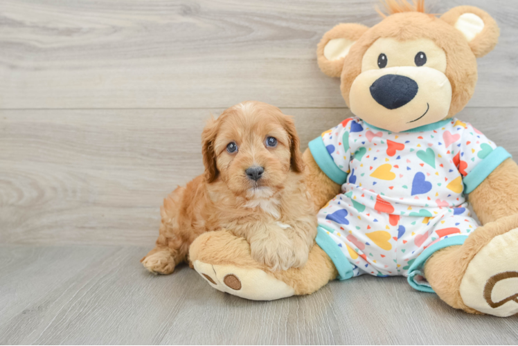 Funny Cavapoo Poodle Mix Pup