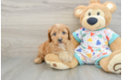 Funny Cavapoo Poodle Mix Pup