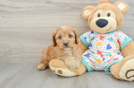 Funny Cavapoo Poodle Mix Pup