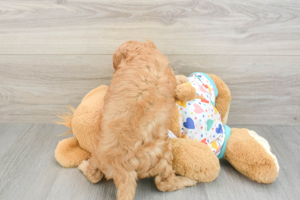 Cavapoo Pup Being Cute