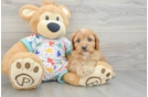 Cavapoo Pup Being Cute