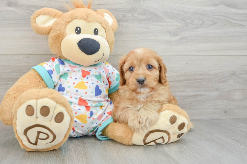 Cavapoo Pup Being Cute
