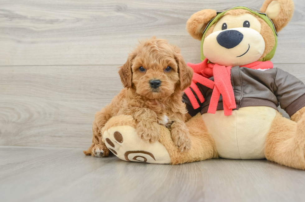 6 week old Cavapoo Puppy For Sale - Premier Pups