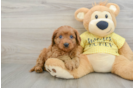 Petite Cavapoo Poodle Mix Pup