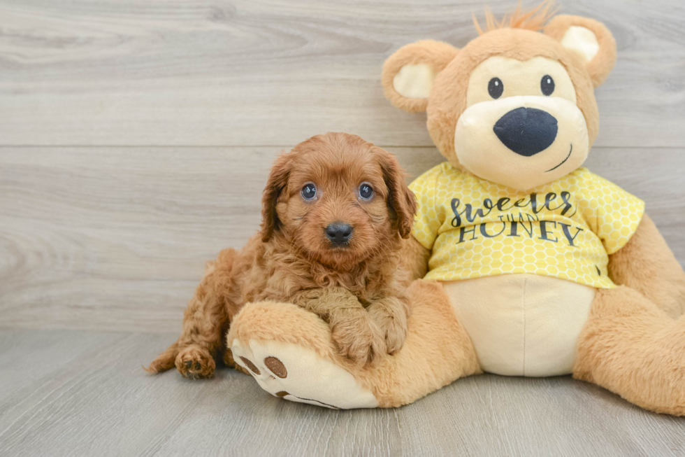 Petite Cavapoo Poodle Mix Pup