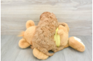 Best Cavapoo Baby