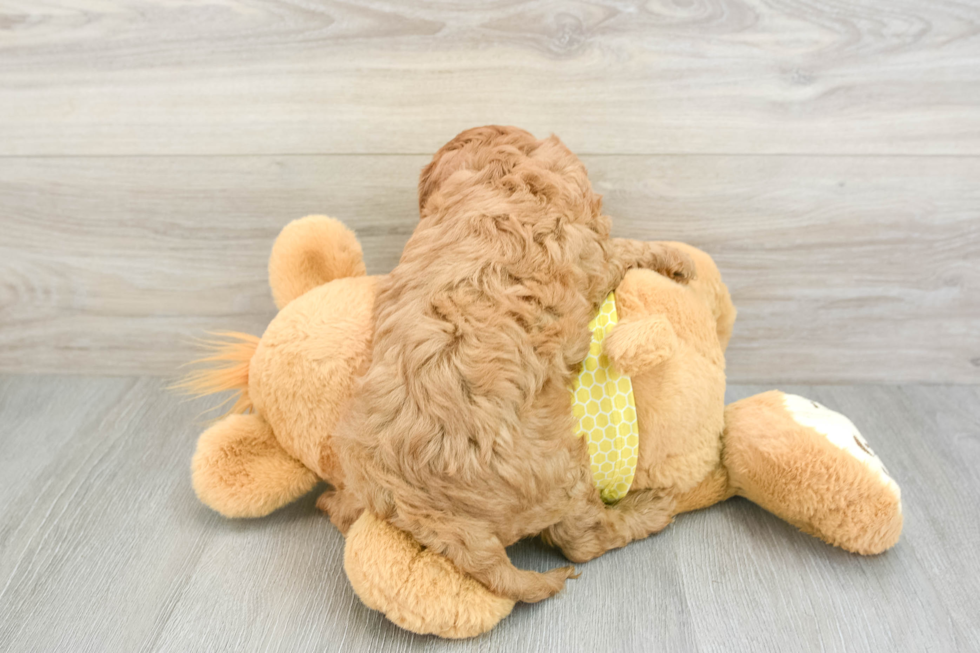 Best Cavapoo Baby