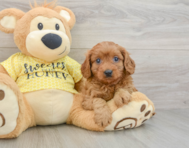 8 week old Cavapoo Puppy For Sale - Premier Pups