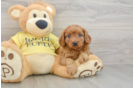 Fluffy Cavapoo Poodle Mix Pup