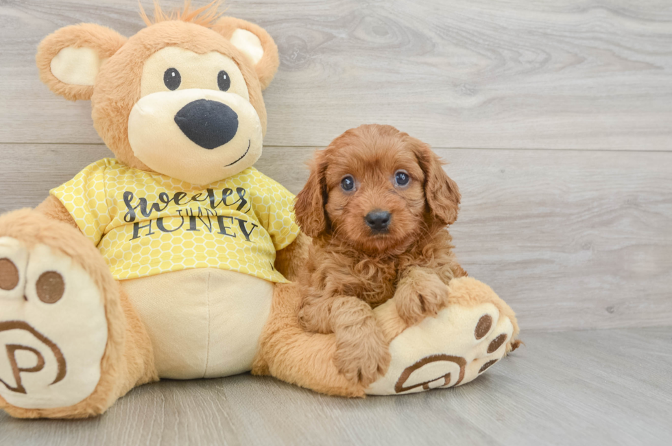 7 week old Cavapoo Puppy For Sale - Premier Pups