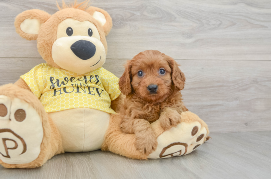 Fluffy Cavapoo Poodle Mix Pup