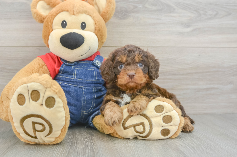 5 week old Cavapoo Puppy For Sale - Premier Pups