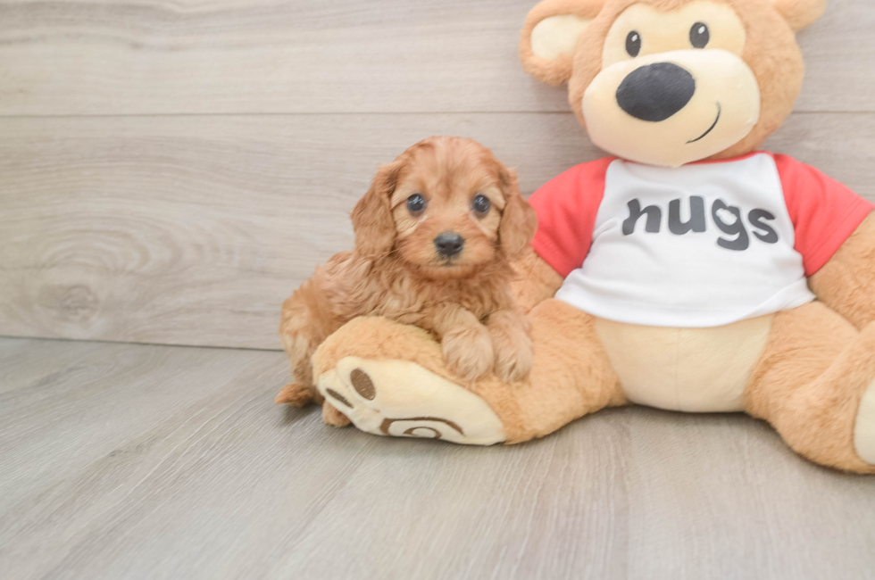 6 week old Cavapoo Puppy For Sale - Premier Pups