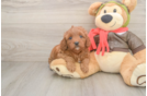 Cavapoo Pup Being Cute