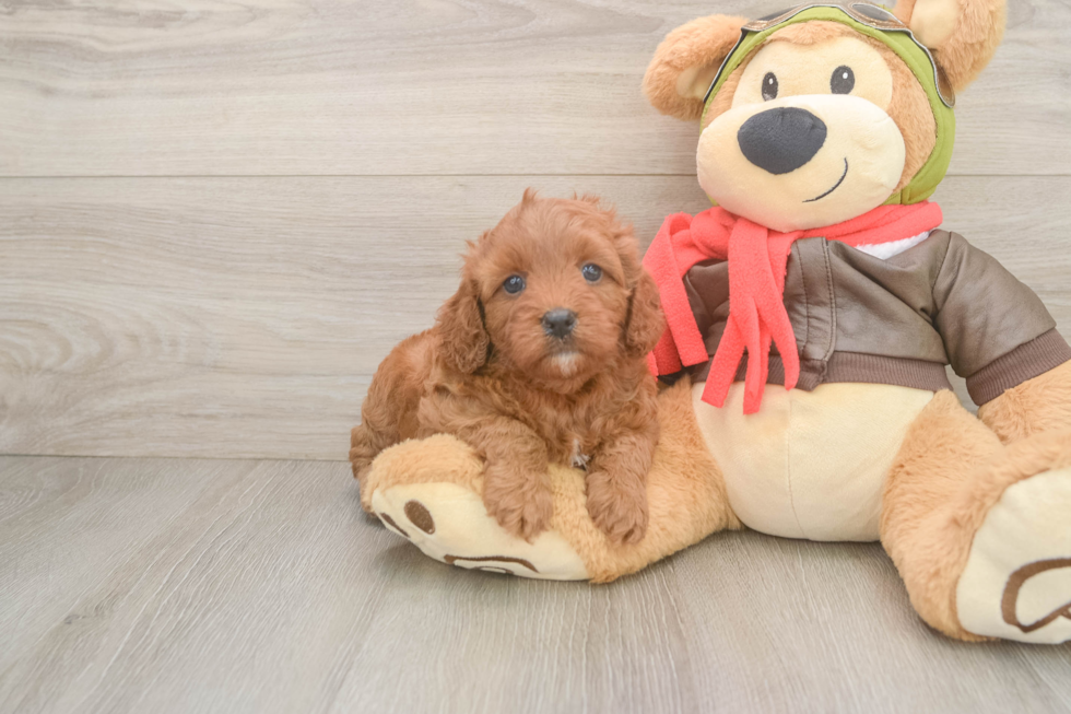 Cavapoo Pup Being Cute