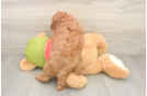 Best Cavapoo Baby