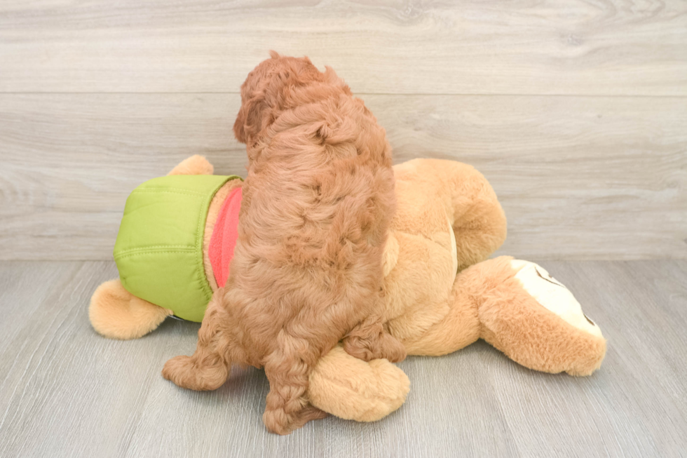 Best Cavapoo Baby