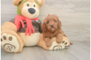 Cute Cavapoo Baby
