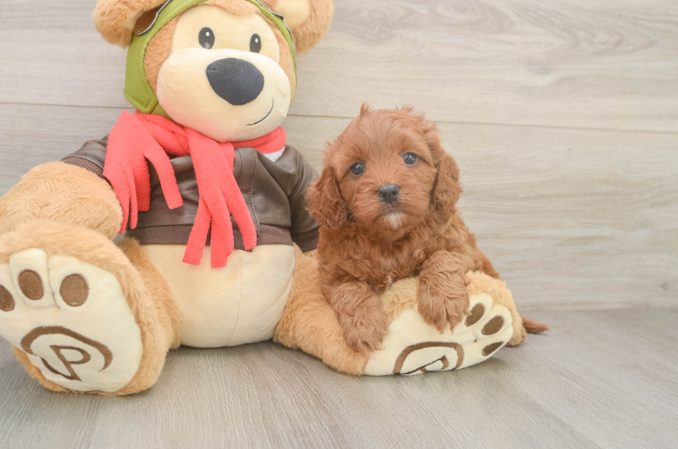 5 week old Cavapoo Puppy For Sale - Premier Pups