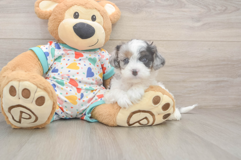 5 week old Cavapoo Puppy For Sale - Premier Pups