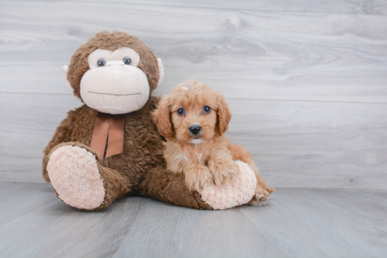 Little Cavoodle Poodle Mix Puppy