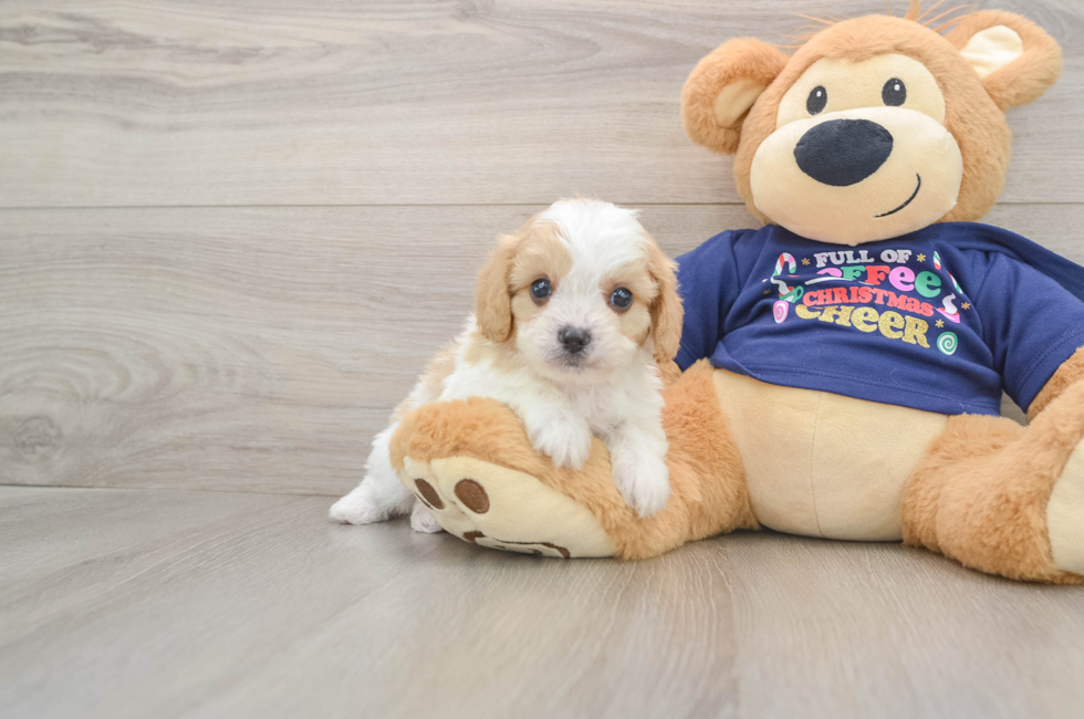 6 week old Cavapoo Puppy For Sale - Premier Pups