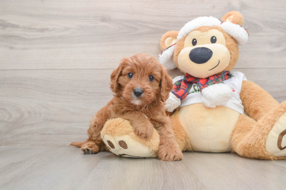 Petite Cavapoo Poodle Mix Pup