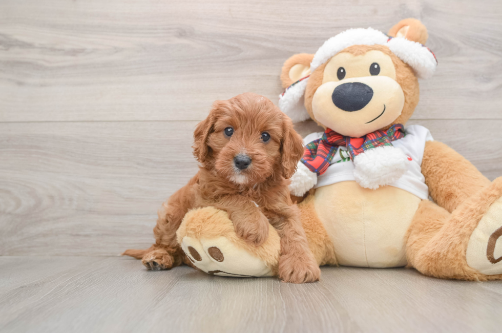 5 week old Cavapoo Puppy For Sale - Premier Pups