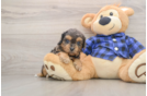 Cavapoo Puppy for Adoption