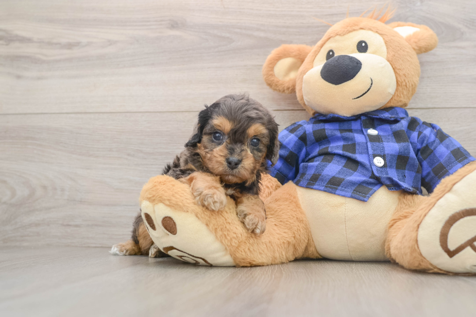Cavapoo Puppy for Adoption