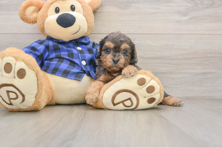 Cavapoo Puppy for Adoption