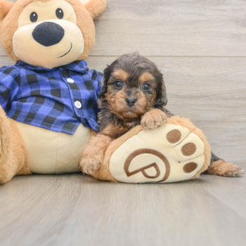 Cavapoo Puppy for Adoption
