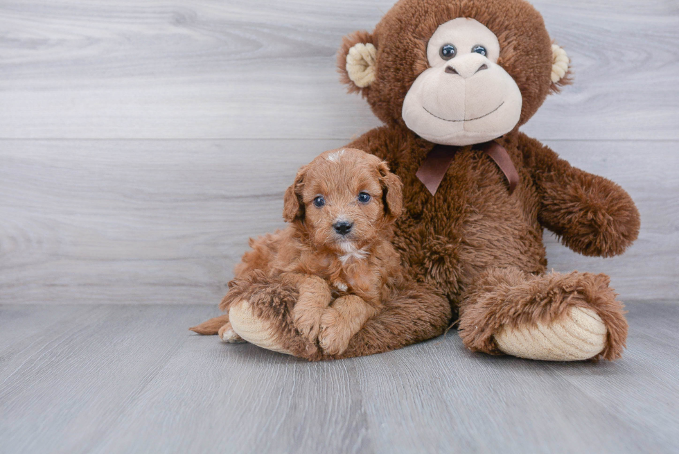 Small Cavapoo Baby