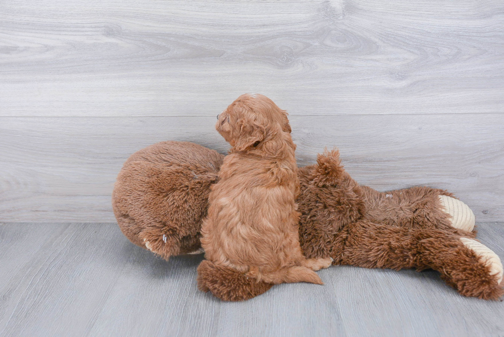 Cavapoo Pup Being Cute