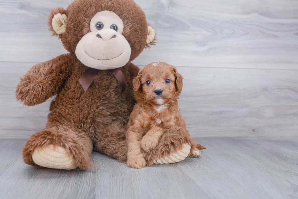 Cavapoo Pup Being Cute