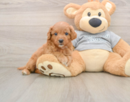 8 week old Cavapoo Puppy For Sale - Premier Pups