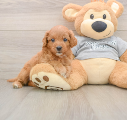 8 week old Cavapoo Puppy For Sale - Premier Pups