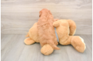 Cavapoo Pup Being Cute