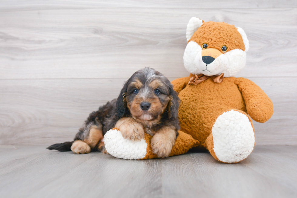 Little Cavoodle Poodle Mix Puppy