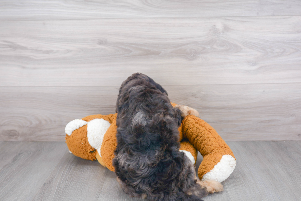 Smart Cavapoo Poodle Mix Pup