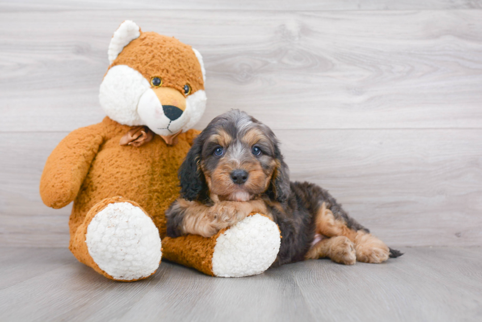 Funny Cavapoo Poodle Mix Pup