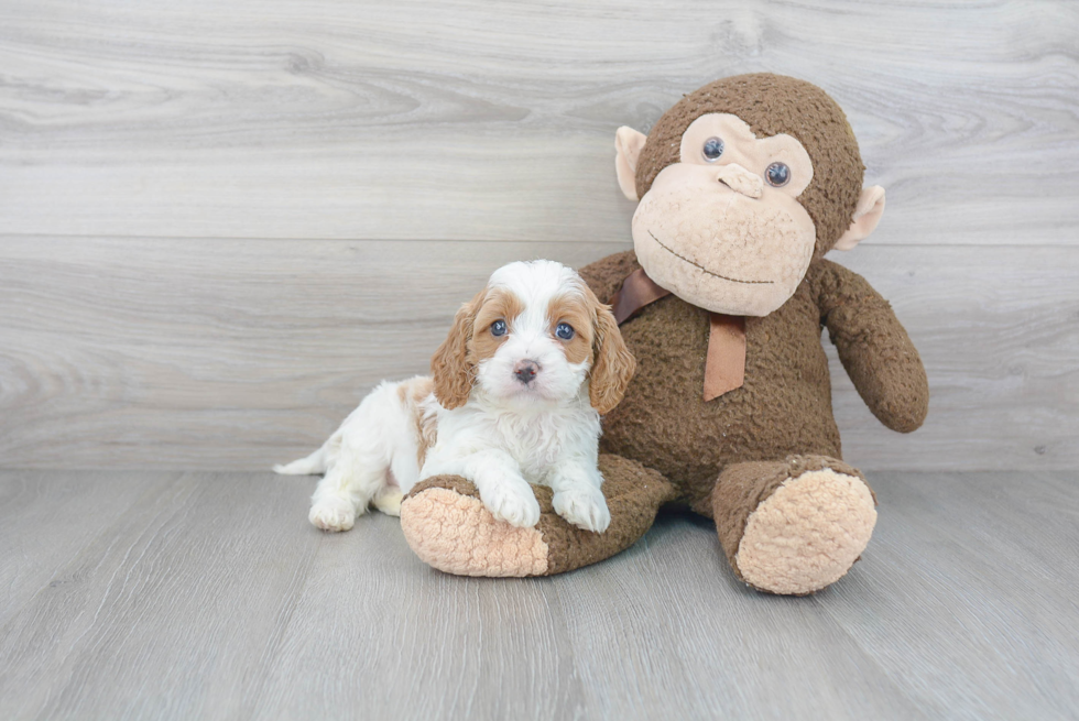 Popular Cavapoo Poodle Mix Pup