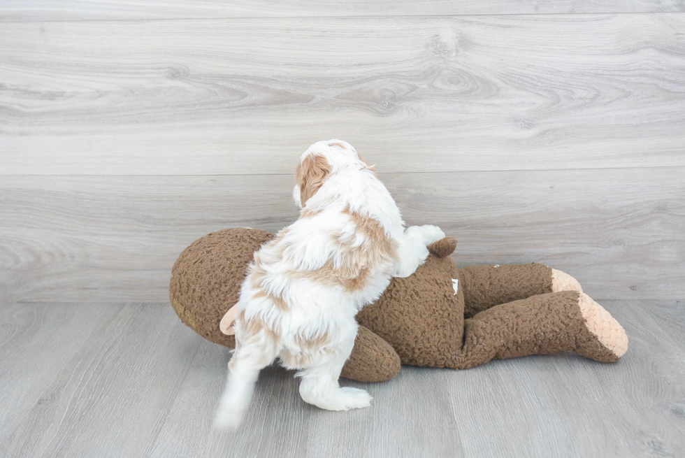 Fluffy Cavapoo Poodle Mix Pup