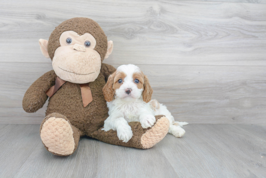 Happy Cavapoo Baby