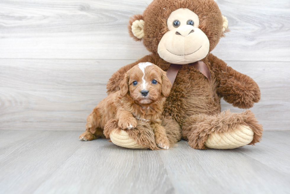 Friendly Cavapoo Baby