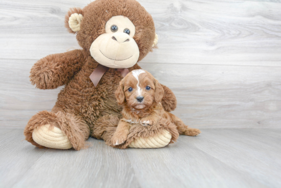 Adorable Cavoodle Poodle Mix Puppy